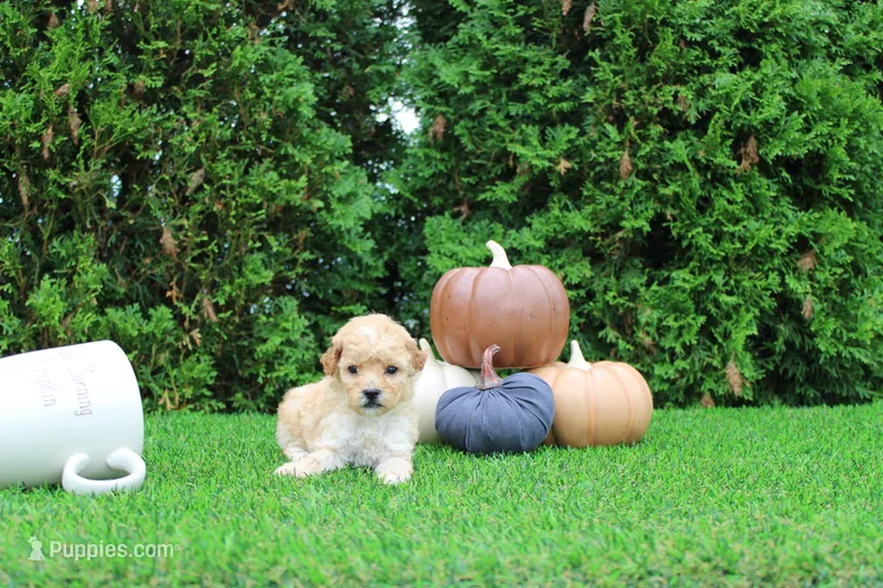 Emmett – Poodle - Toy  puppy for sale in Middlebury, IN