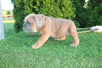 Debbi, a female English Bulldog for sale in Middlebury, IN – 4 of 9