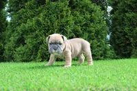 Dallas, a male English Bulldog for sale in Middlebury, IN – 2 of 9