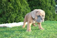 Debbi, a female English Bulldog for sale in Middlebury, IN – 5 of 9