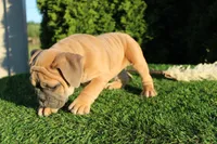 Dallas, a male English Bulldog for sale in Middlebury, IN – 6 of 10
