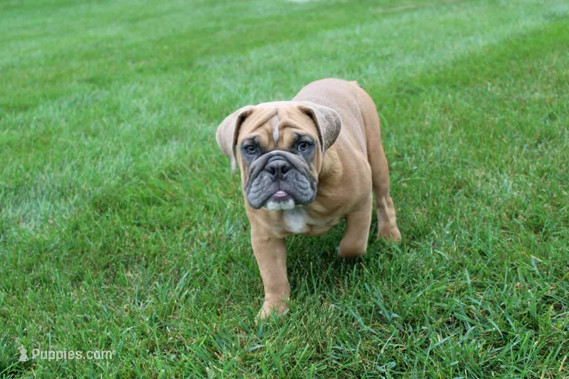 Debbi – English Bulldog puppy for sale in Middlebury, IN