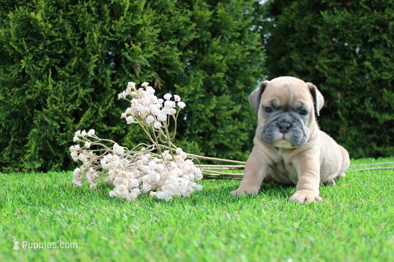 Debbi – English Bulldog puppy for sale in Middlebury, IN