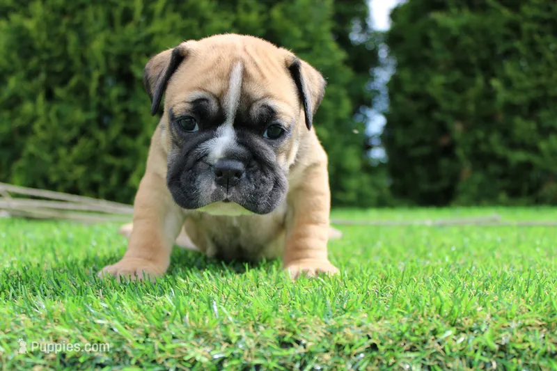 Duke – English Bulldog puppy for sale in Middlebury, IN