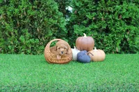 Finn, a male Poodle - Toy  for sale in Middlebury, IN – 2 of 5