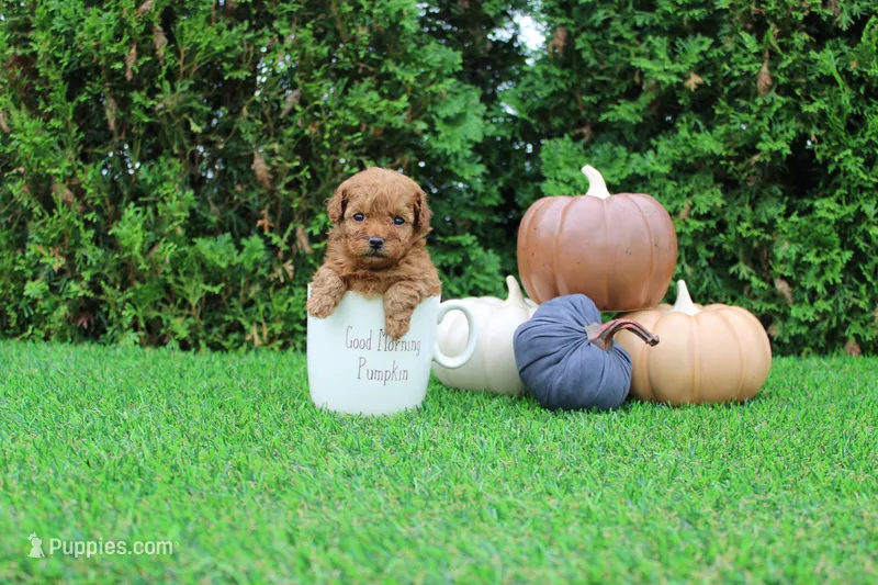 AKC Enzo(tiny) – Poodle - Toy  puppy for sale in Middlebury, IN