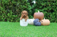 Enzo, a male Poodle - Toy  for sale in Middlebury, IN – 2 of 7