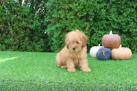 AKC Finn(tiny), a male Poodle - Toy  for sale in Middlebury, IN – 6 of 9