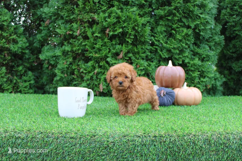 AKC Enzo(tiny) – Poodle - Toy  puppy for sale in Middlebury, IN
