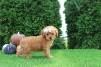 AKC Faye(tiny), a female Poodle - Toy  for sale in Middlebury, IN – 2 of 10