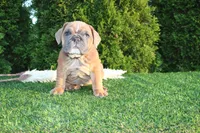 Debbi, a female English Bulldog for sale in Middlebury, IN – 2 of 9