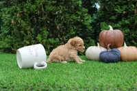 Echo, a male Poodle - Toy  for sale in Middlebury, IN – 2 of 8