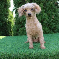 AKC Baxter(tiny), a male Poodle - Toy  for sale in Middlebury, IN – Photo 9 of 10