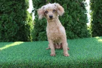 AKC Baxter(tiny), a male Poodle - Toy  for sale in Middlebury, IN – Photo 9 of 10
