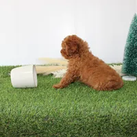 AKC Baxter(tiny), a male Poodle - Toy  for sale in Middlebury, IN – Photo 8 of 10