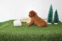 AKC Baxter(tiny), a male Poodle - Toy  for sale in Middlebury, IN – Photo 8 of 10