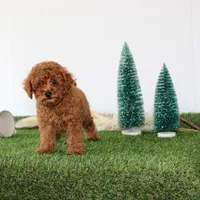 AKC Baxter(tiny), a male Poodle - Toy  for sale in Middlebury, IN – Photo 5 of 10