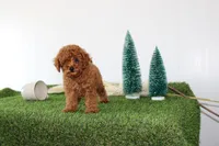 AKC Baxter(tiny), a male Poodle - Toy  for sale in Middlebury, IN – Photo 5 of 10