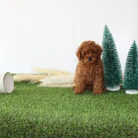 AKC Baxter(tiny), a male Poodle - Toy  for sale in Middlebury, IN – Photo 1 of 10