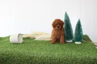 AKC Baxter(tiny), a male Poodle - Toy  for sale in Middlebury, IN – Photo 1 of 10