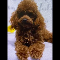 AKC Baxter(tiny), a male Poodle - Toy  for sale in Middlebury, IN – Photo 10 of 10