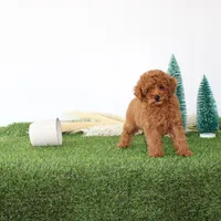 AKC Baxter(tiny), a male Poodle - Toy  for sale in Middlebury, IN – Photo 2 of 10