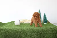 AKC Baxter(tiny), a male Poodle - Toy  for sale in Middlebury, IN – Photo 2 of 10