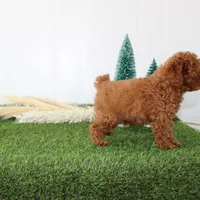 AKC Baxter(tiny), a male Poodle - Toy  for sale in Middlebury, IN – Photo 7 of 10