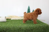 AKC Baxter(tiny), a male Poodle - Toy  for sale in Middlebury, IN – Photo 7 of 10