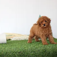 AKC Baxter(tiny), a male Poodle - Toy  for sale in Middlebury, IN – Photo 4 of 10