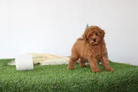 AKC Baxter(tiny), a male Poodle - Toy  for sale in Middlebury, IN – Photo 4 of 10