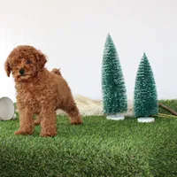 AKC Baxter(tiny), a male Poodle - Toy  for sale in Middlebury, IN – Photo 3 of 10