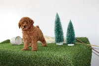 AKC Baxter(tiny), a male Poodle - Toy  for sale in Middlebury, IN – Photo 3 of 10
