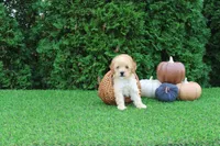 AKC Emmett(tiny), a male Poodle - Toy  for sale in Middlebury, IN – 5 of 8