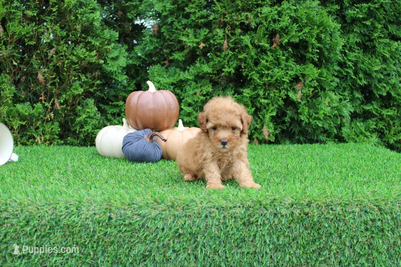 Finn – Poodle - Toy  puppy for sale in Middlebury, IN