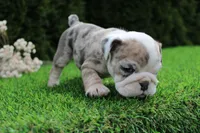 Daisy, a female English Bulldog for sale in Middlebury, IN – 3 of 6