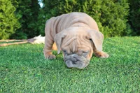 Debbi, a female English Bulldog for sale in Middlebury, IN – 6 of 9