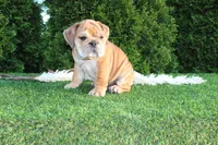 Dash, a male English Bulldog for sale in Middlebury, IN – 6 of 9