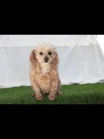 AKC Enzo(tiny), a male Poodle - Toy  for sale in Middlebury, IN – 8 of 8