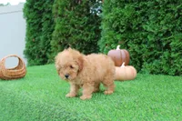 AKC Finn(tiny), a male Poodle - Toy  for sale in Middlebury, IN – 3 of 9