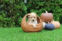 Emmett, a male Poodle - Toy  for sale in Middlebury, IN – 3 of 8