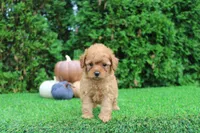 Faye, a female Poodle - Toy  for sale in Middlebury, IN – 3 of 6