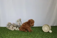AKC Casey (tiny), a female Poodle - Toy  for sale in Middlebury, IN – 4 of 6