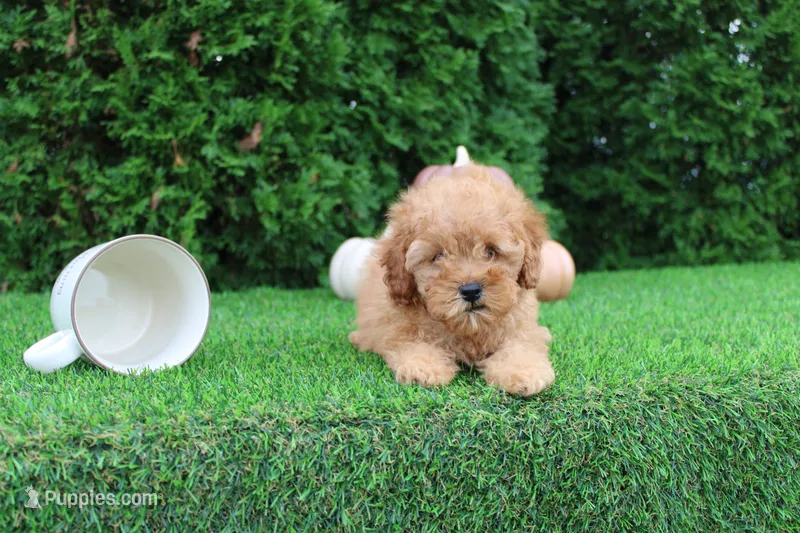 AKC Finn(tiny) – Poodle - Toy  puppy for sale in Middlebury, IN