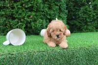 AKC Finn(tiny), a male Poodle - Toy  for sale in Middlebury, IN – 1 of 9