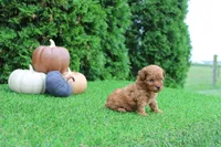 Enzo, a male Poodle - Toy  for sale in Middlebury, IN – 4 of 7