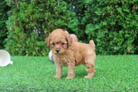 Faye, a female Poodle - Toy  for sale in Middlebury, IN – 5 of 6