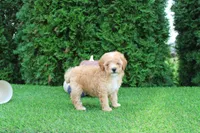 AKC Echo(tiny), a male Poodle - Toy  for sale in Middlebury, IN – 7 of 8