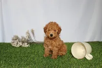 AKC Conner (tiny), a female Poodle - Toy  for sale in Middlebury, IN – 2 of 8
