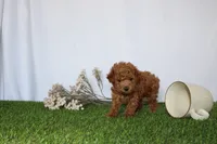 AKC Casey (tiny), a female Poodle - Toy  for sale in Middlebury, IN – 1 of 6